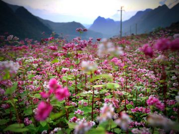 Le meilleur moment pour voyager Ha Giang